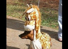 Giraffe Dog