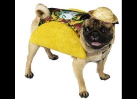 Taco Dog!