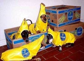 They're A-Peeling!