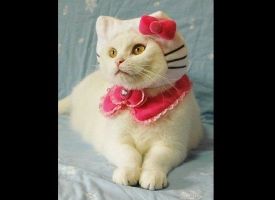 Hello, Kitty!
