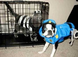 Pups Robbers
