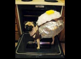 Baked Pug-tato