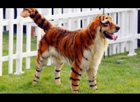 Tiger Dog