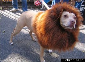 Lion Dog