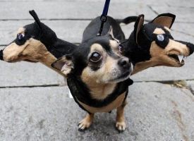 Least Scary Cerberus Ever