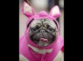 Pug In A Blanket!