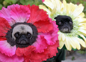 Flower Power