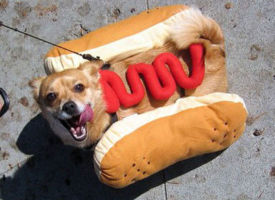 Hot Dog!