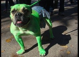 Hulk Dog Smash!