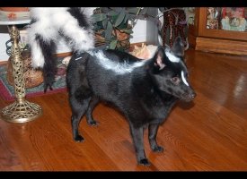 Skunk Pup