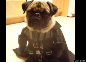 Pug Vader
