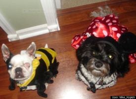 Bumblebee and Minnie