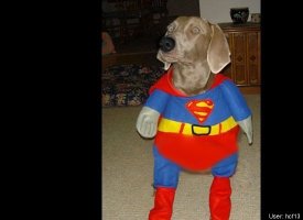 Super Dog