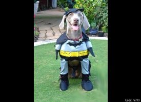 bat woman