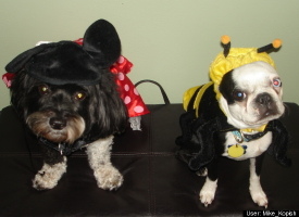 Bumblebee and Minnie