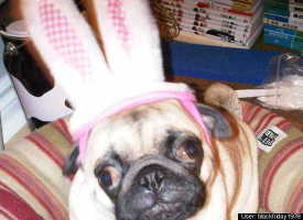 Play-pug, of-course w/ bunny ears!
