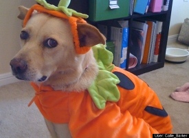 Angel the Pumpkin