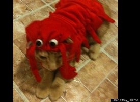 Lobster Kitty!