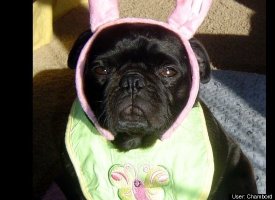 Pug-Bushka