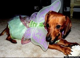 Roofie Doofie the Faery
