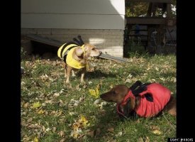 Bugs!