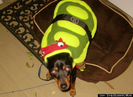 Teenage Mutan Ninja Turtle