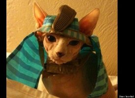Vladimir the Pharaoh Kitten