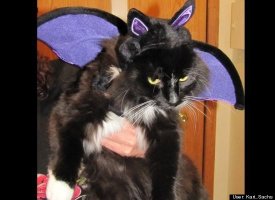 Count Catula!