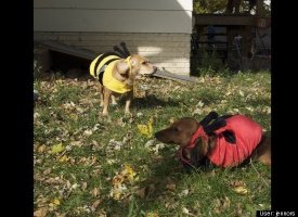 Bugs!