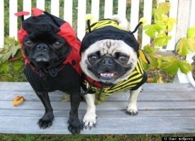 Lady Pug and Bumble Pug