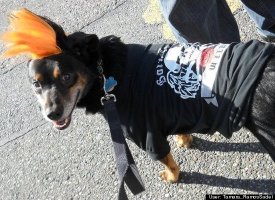 Riley the Punk Dog