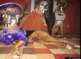 BOXER Family photo