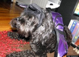 BAT-DOG!