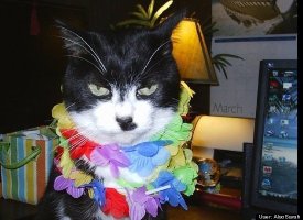 Aloha