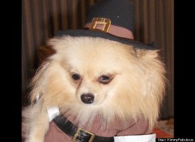 Gizmo the Pilgrim!