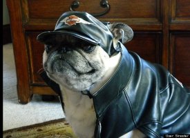 Frankie Bad to the Bone Biker