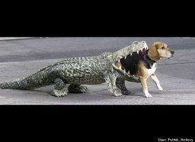 Alligator