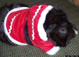 Wheeker Claus