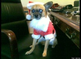 Santa Joey