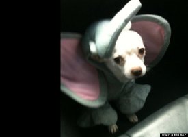 Tiko the elephant