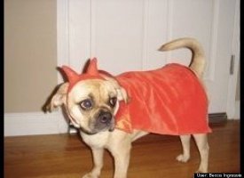 Tallulah the She Devil