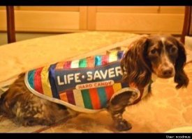 Tucker, the Life Saver