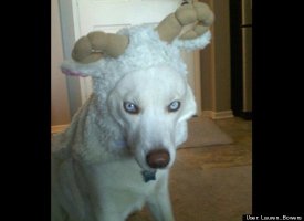 A Wolf in Sheep's clothing