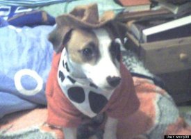 Cowboy Diesel