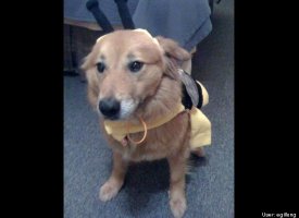 Timble-bee