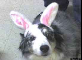 Playboy Bunny Sebby