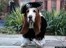 Molly The Pirate!