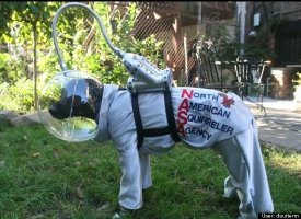 NASA Dog