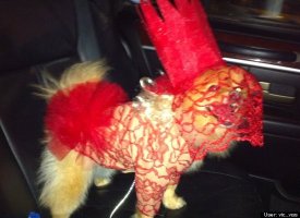 Doggy GaGa Red Lace Costume
