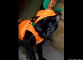 The Great Pumpkitty
